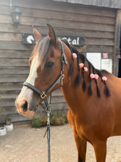 Foto's van SAM’s STAL