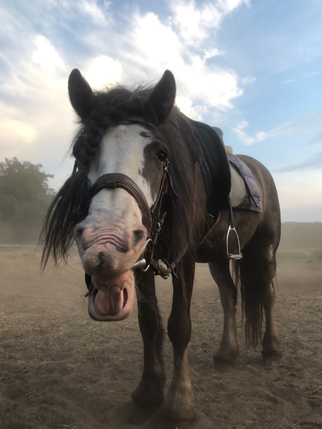 Pony's en paarden