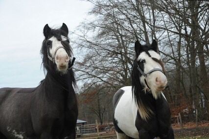 Pony's en paarden
